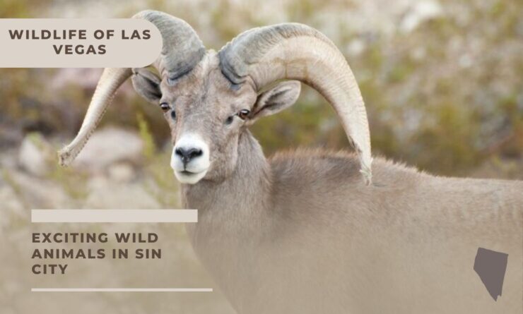 las vegas wildlife