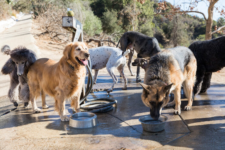 laurel-canyon-dog-park