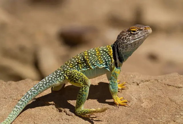 lizards