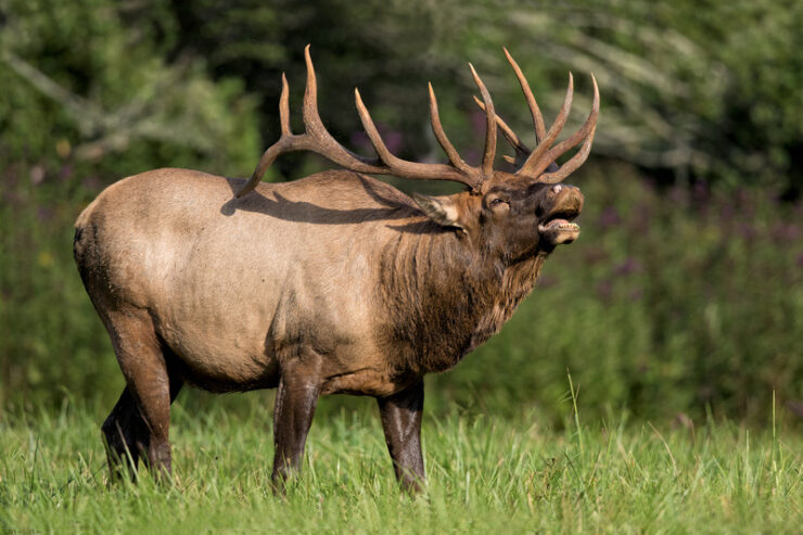 majestic elk