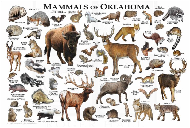 mammals