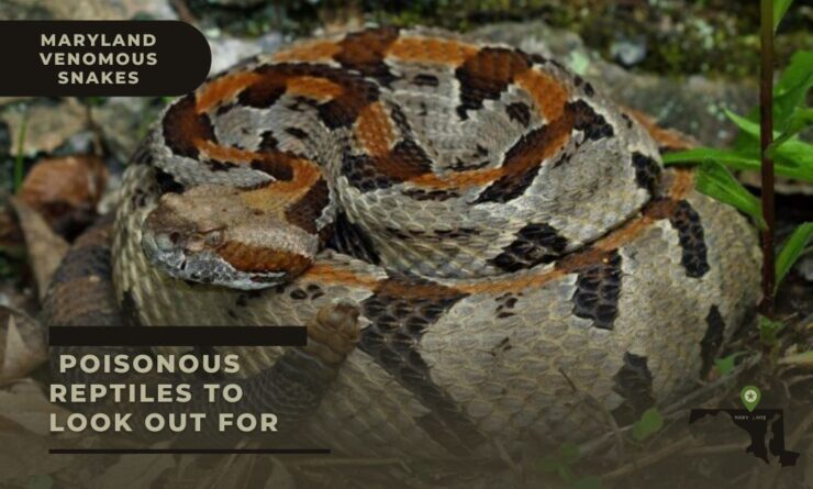 maryland snakes