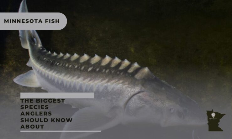 minnesota fish