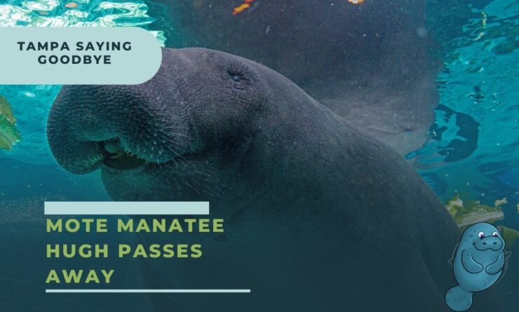 mote manatee hugh passes away