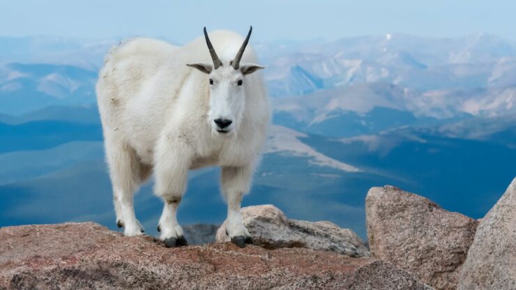 mountain goat