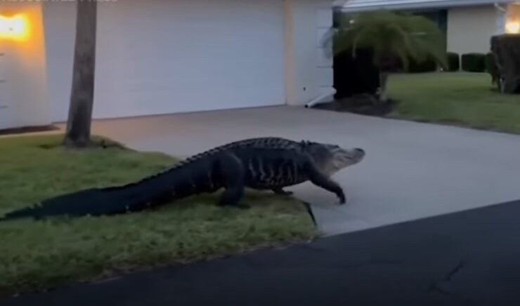 gator near your home