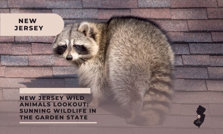 new jersey wild animals