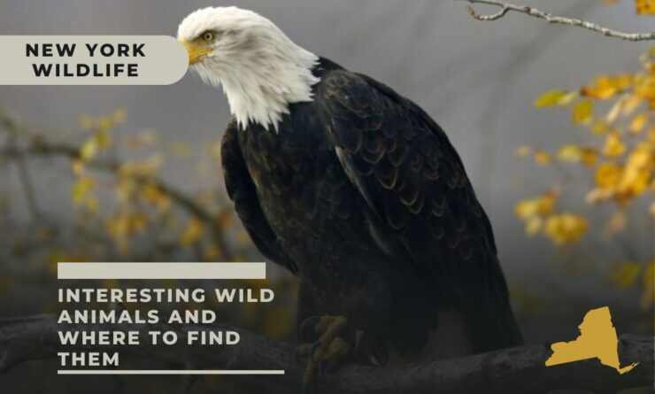 new york wildlife