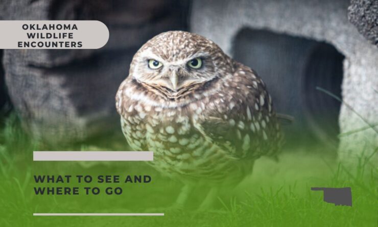What to See and Where to Go