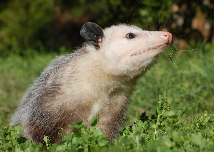opposums