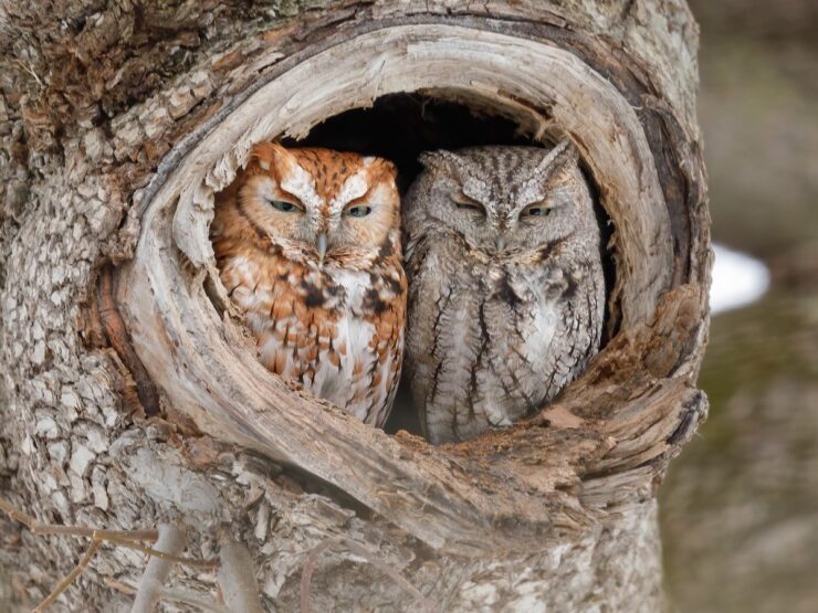 owls