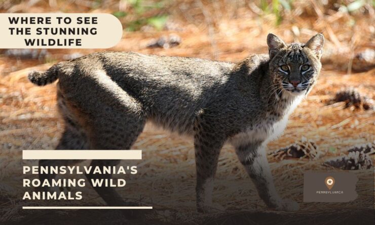 pennsylvania wild animals