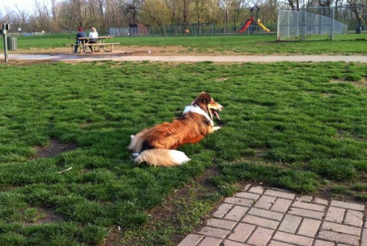 pizzuro park online