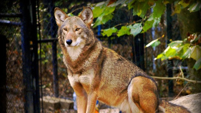 red wolves