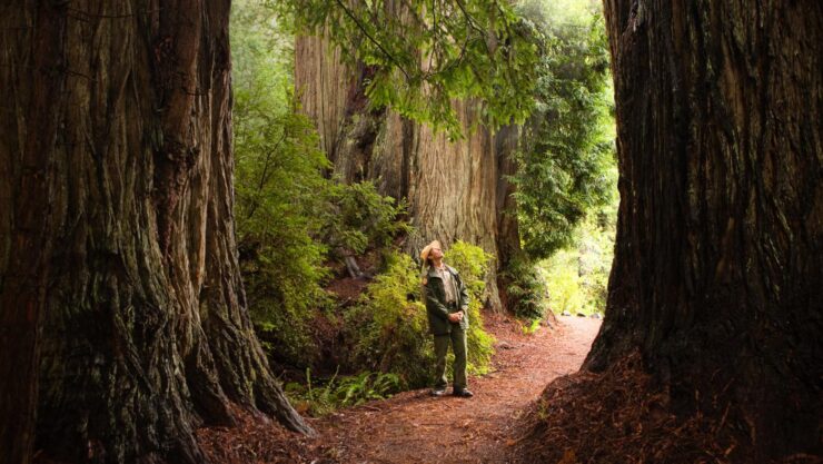 redwood