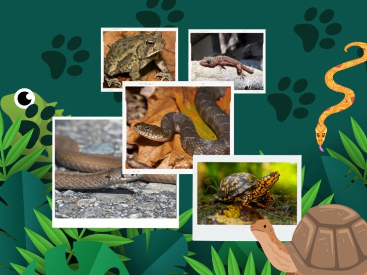 reptiles in charlotte
