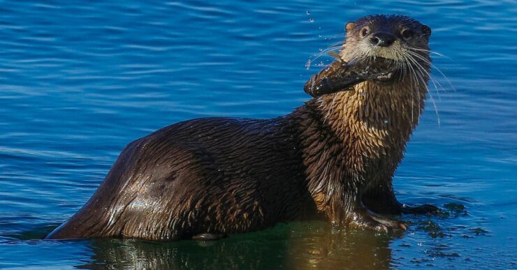 river otter