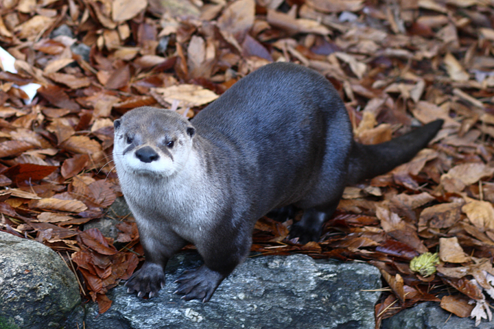 river otters