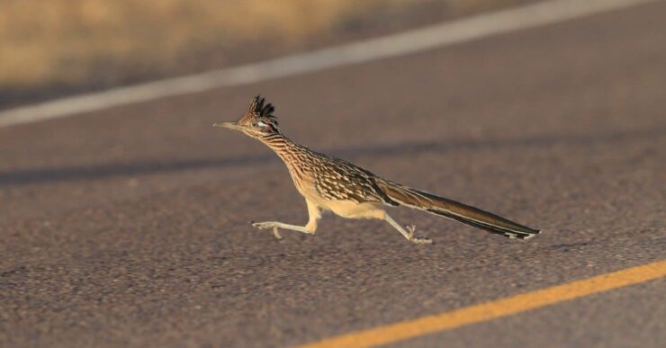 roadrunner