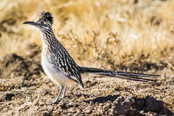 roadrunners