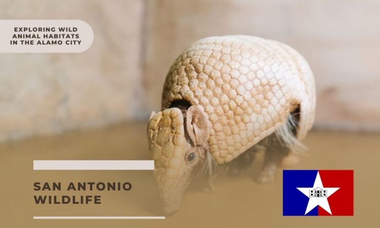 san antonio wildlife