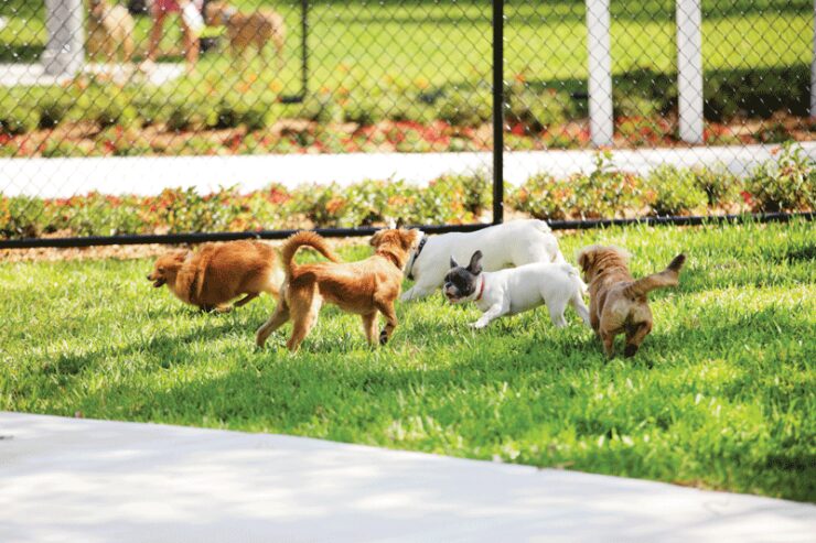 san diego dog park