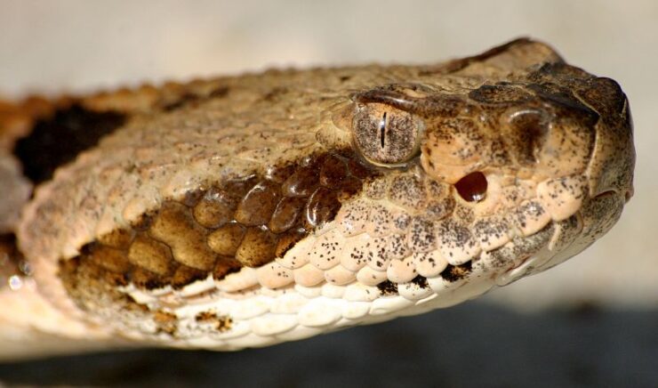 timber rattlesnake