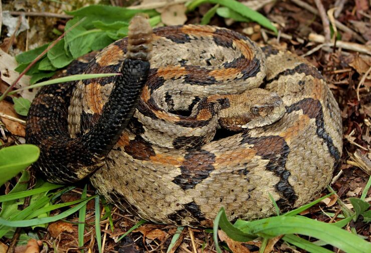 timber rattlesnake