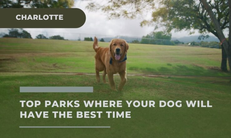 top parks Where Your Dog Will Have the Best Time in Charlotte