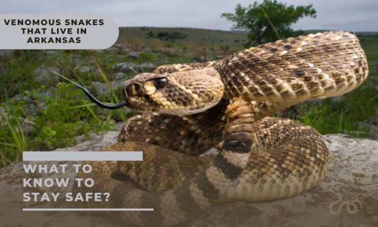 venomous snakes