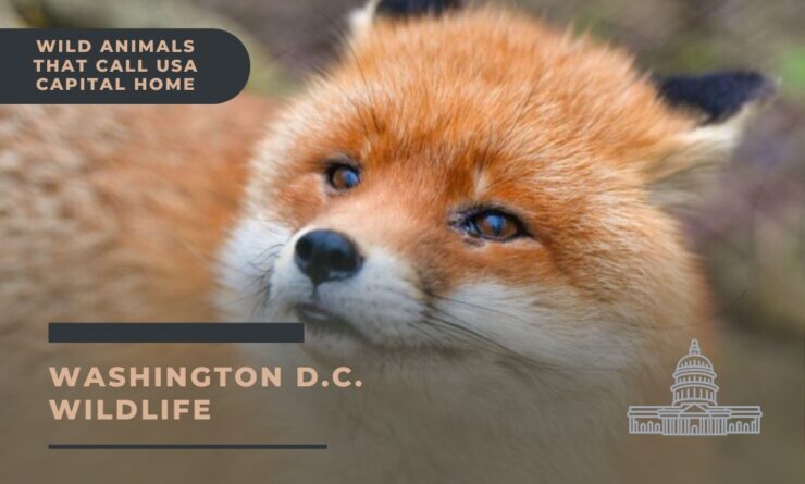 washington dc wildlife