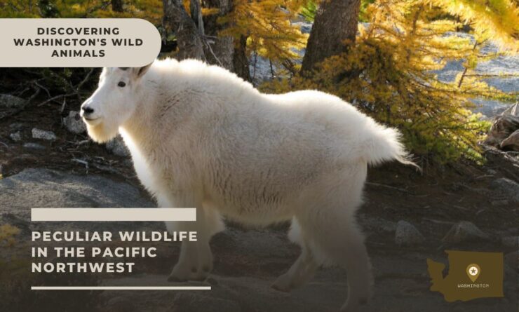washington wildlife