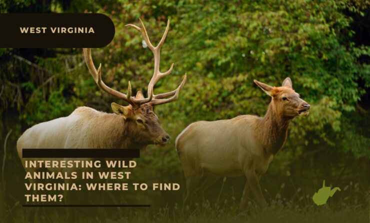 west virginia wild animals