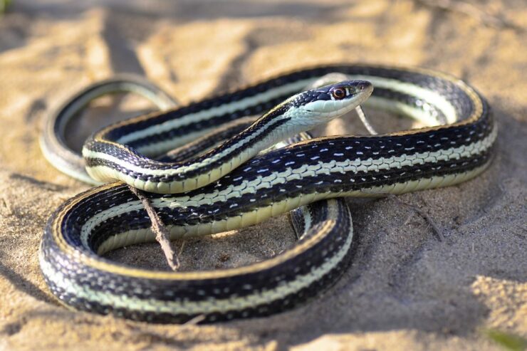 western ribbon snake
