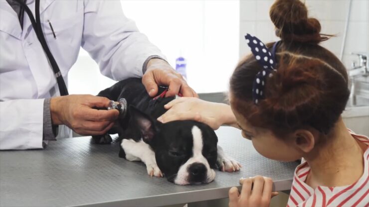 what should you do if your dog's skin is getting redder