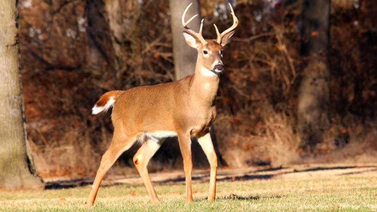 white tailed Deers