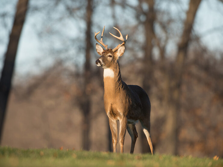 white tailed deer