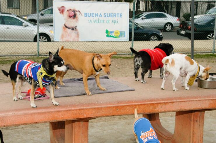 whitnall-dog-park