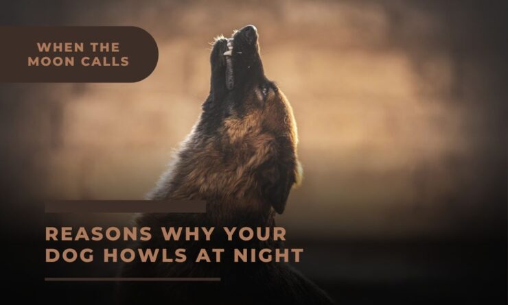 why dog howls at night