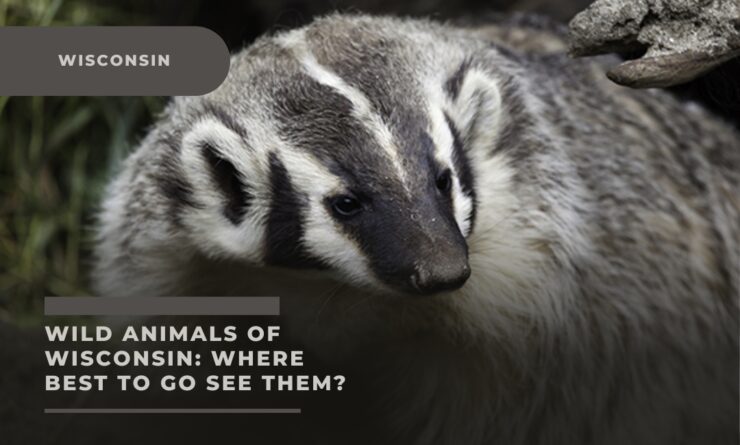wisconsin wild animals