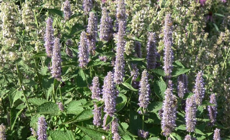 Agastache 'Golden Jubilee'