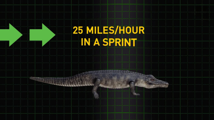 Alligators are sprinters