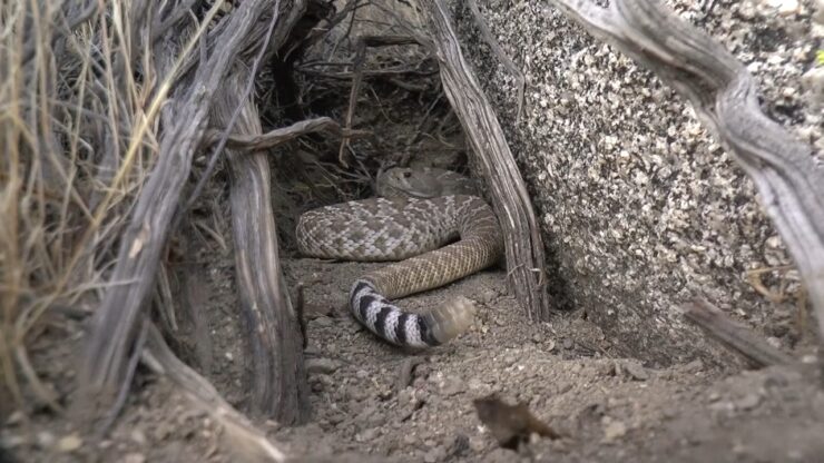 An Overview of Rattlesnakes