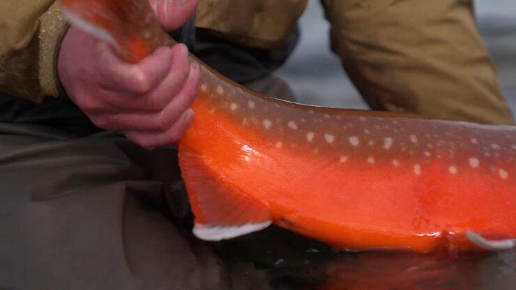 Arctic char