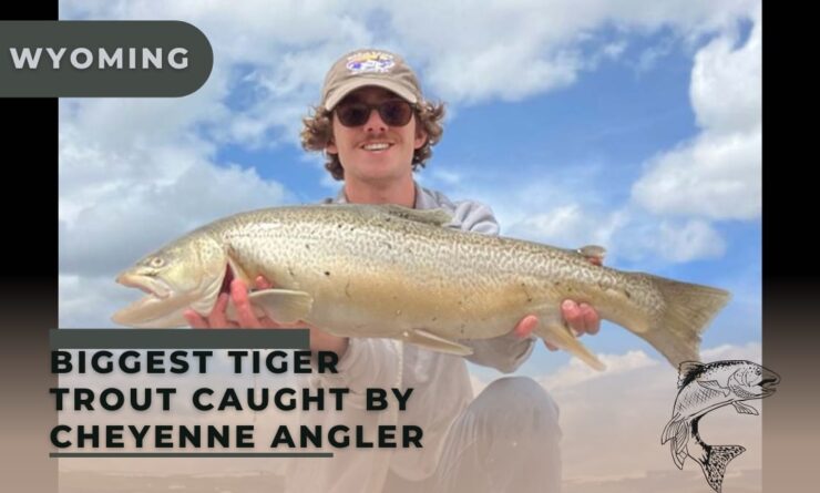 Biggest Tiger Trout Caught by Cheyenne Angler