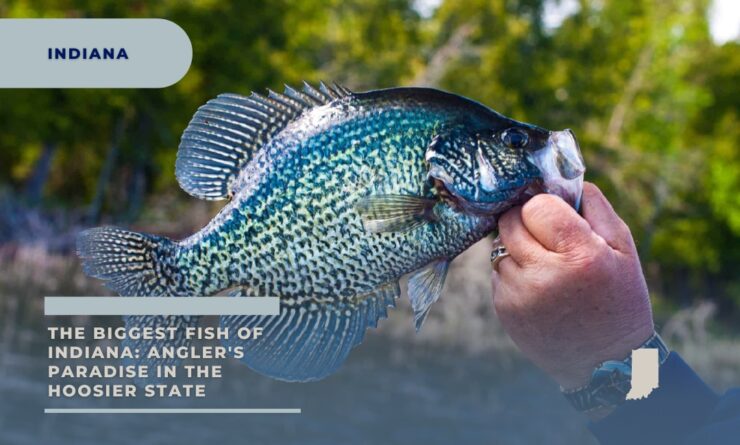 Biggest fish in Indiana