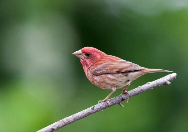Birds from Seattle