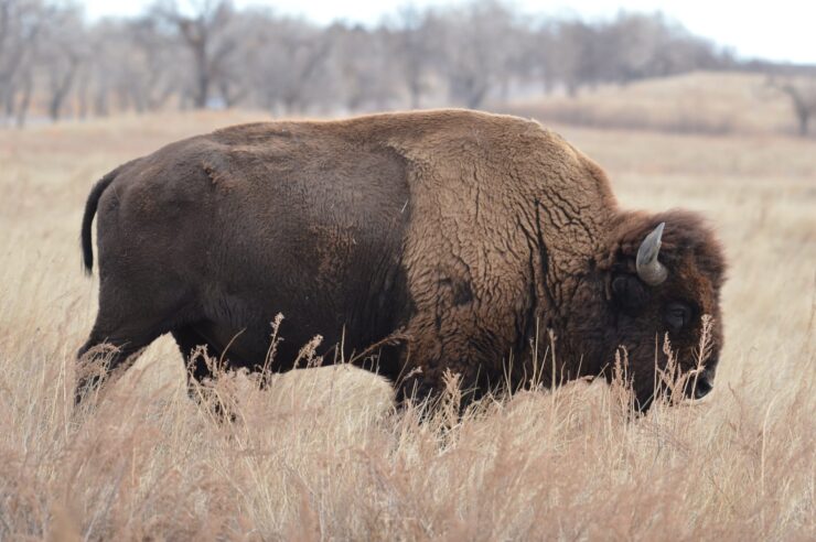 Bison