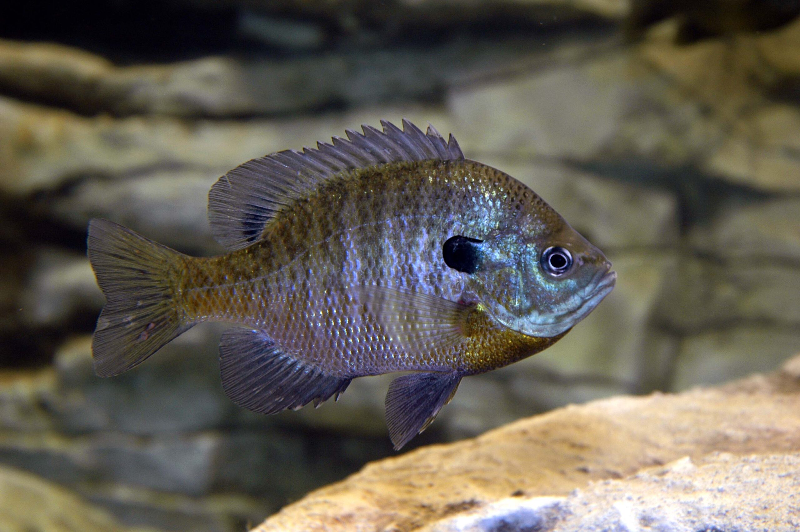 Bluegill