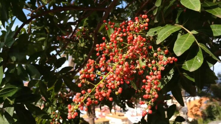 Brazilian Pepper